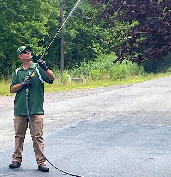 Tree Spraying