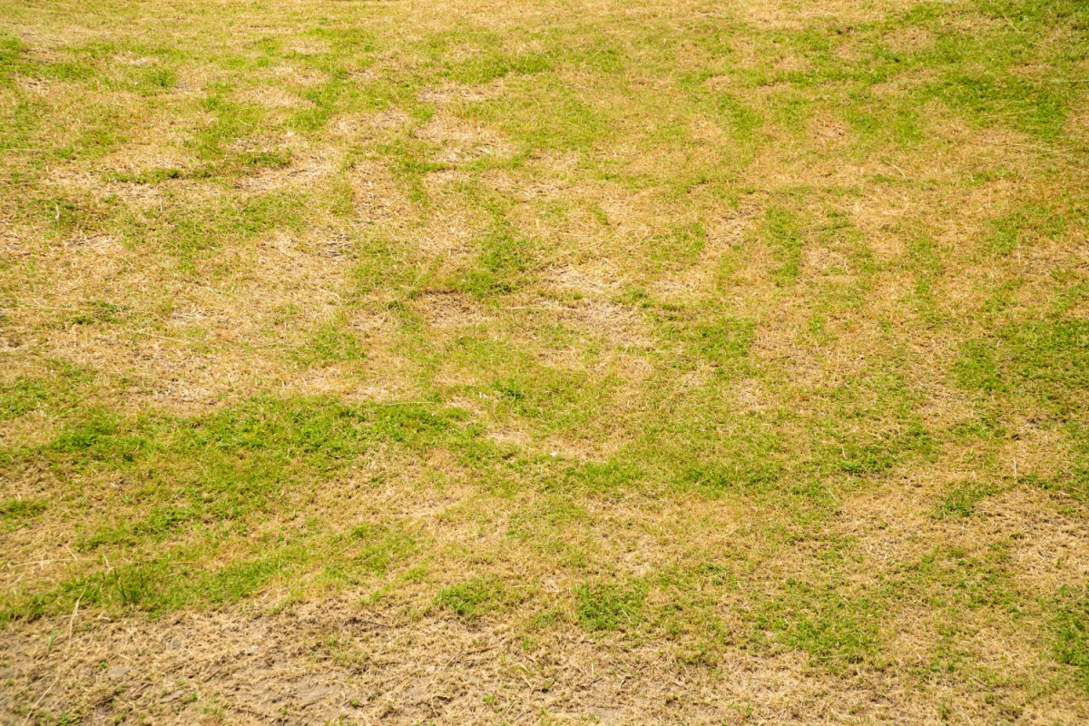 yellowing grass with patches of brown and light green