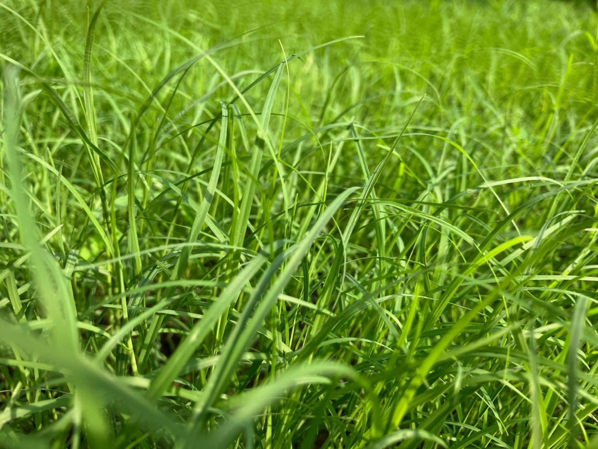 a close up of cool season grass (very green and healthy grass)