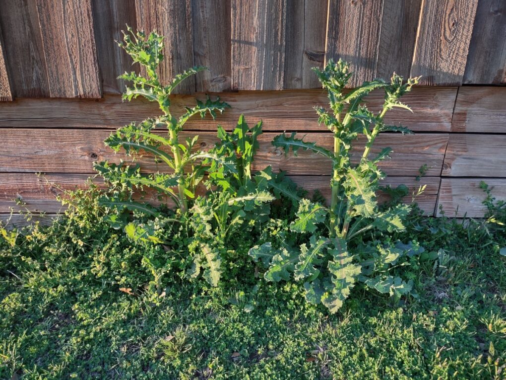 tall weeds growing up the side of a fence