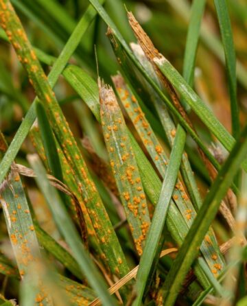 rust on grass