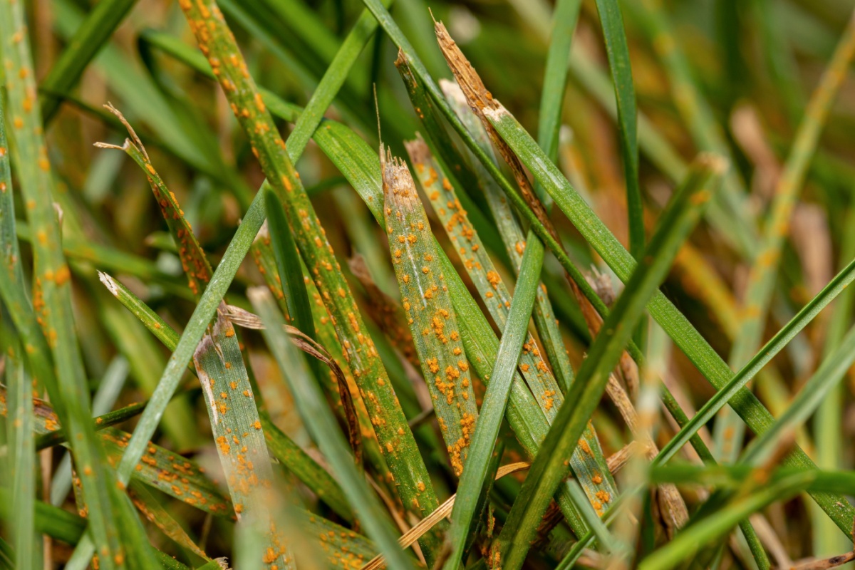 rust on grass