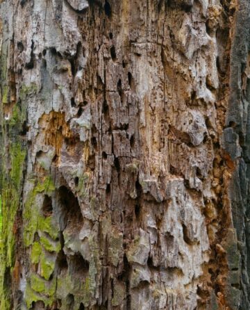 diseased tree bark on a dying tree