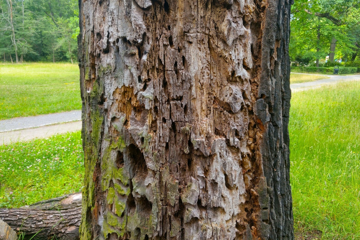 diseased tree bark on a dying tree