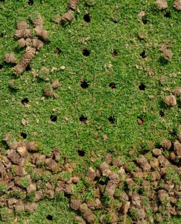 aeration plugs pulled up from the ground to help the grass grow